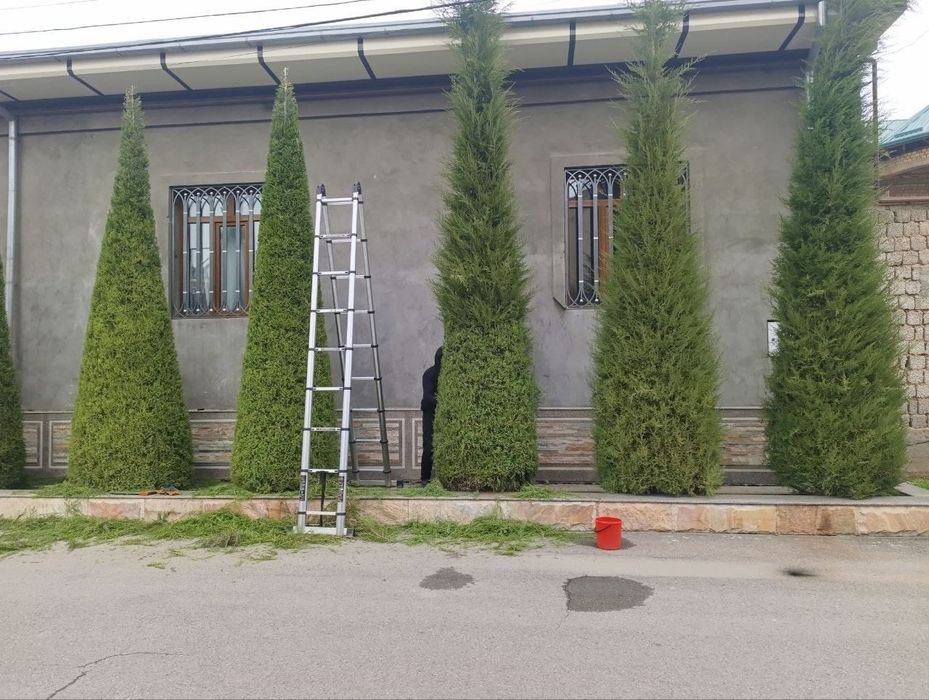 Archa kesish gazon palif xizmati