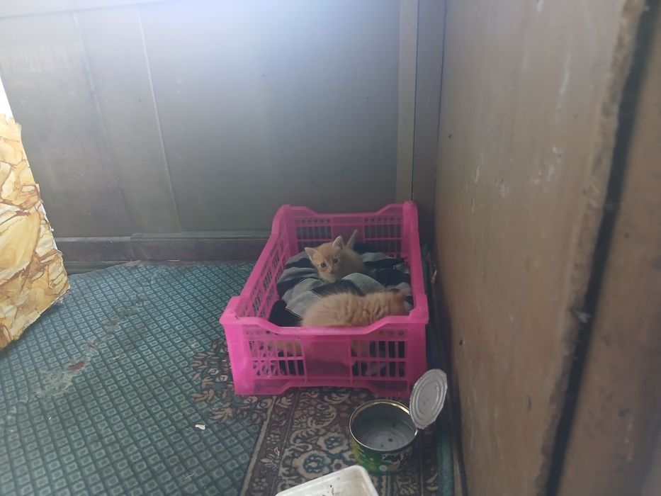 Отдам котят рыжие