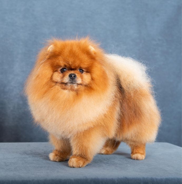 Кобель для вязок .