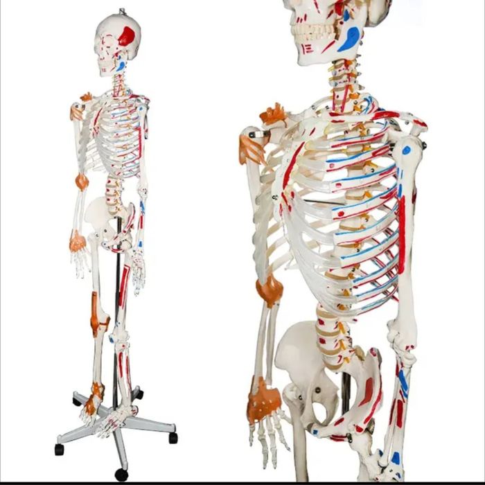 Скелет анатомический  170 см.Skelet anatomik  170 см.