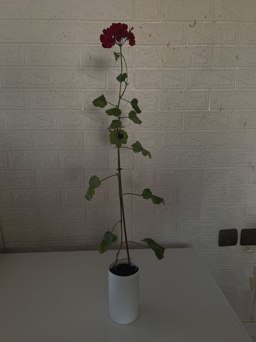 Плющилистная герань