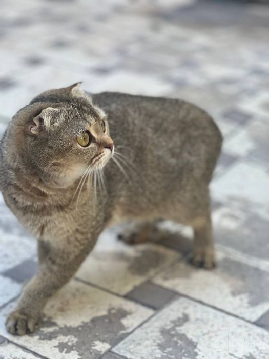 Skotishfold mushuk      скотиш фолд кошка