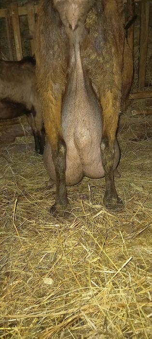 Vând țap alpin cu pedegree!