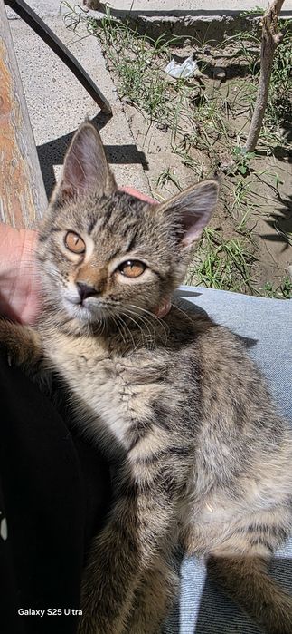 Отдам котенка в добрые руки, в любяшую семью.