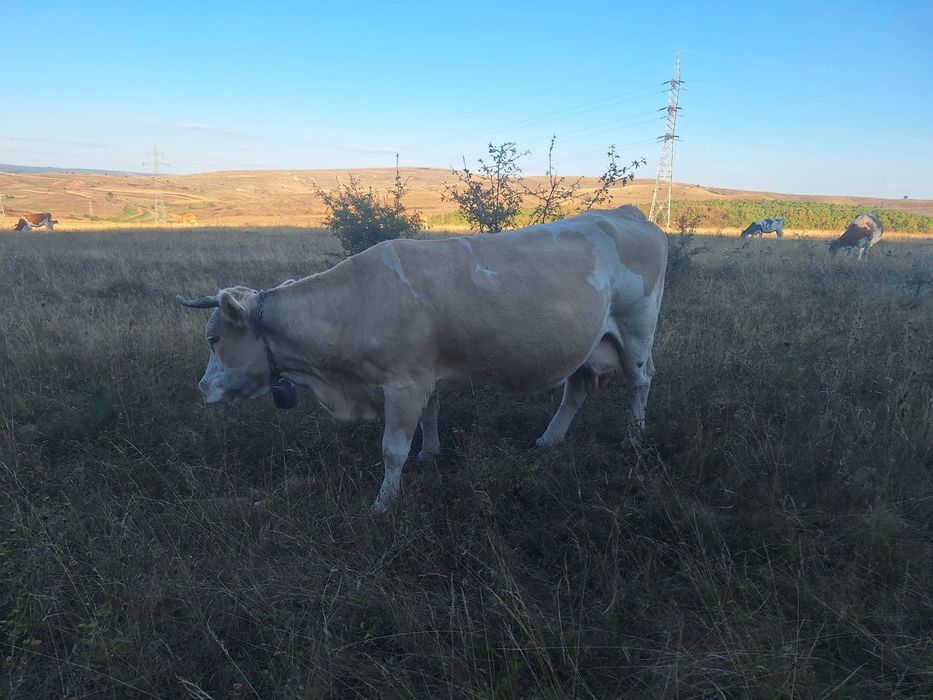 Vind vaca de lapte