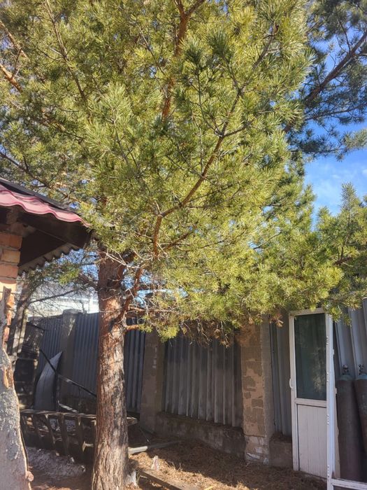 Деревья, сосны и березы