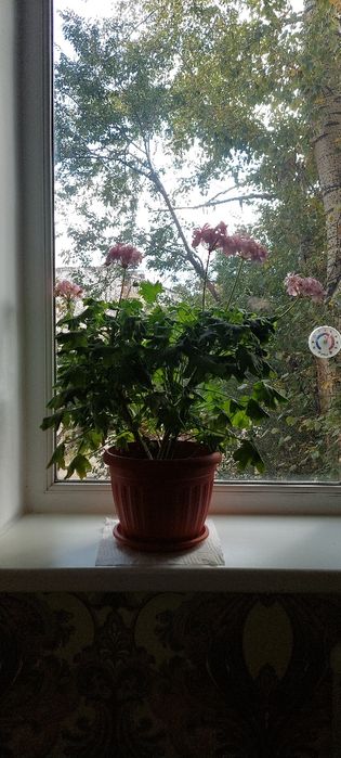 Герань с розовыми цветами