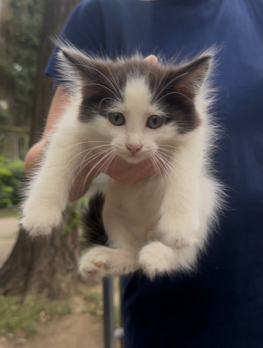 Котёнок 2 месяца