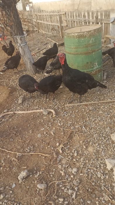 Түйе-тауықтар сатылады