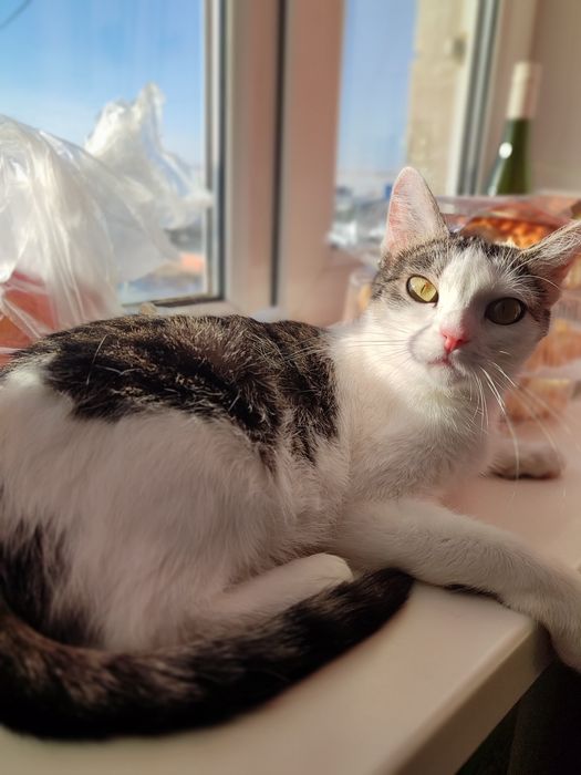 Кошка Маруся в свой дом