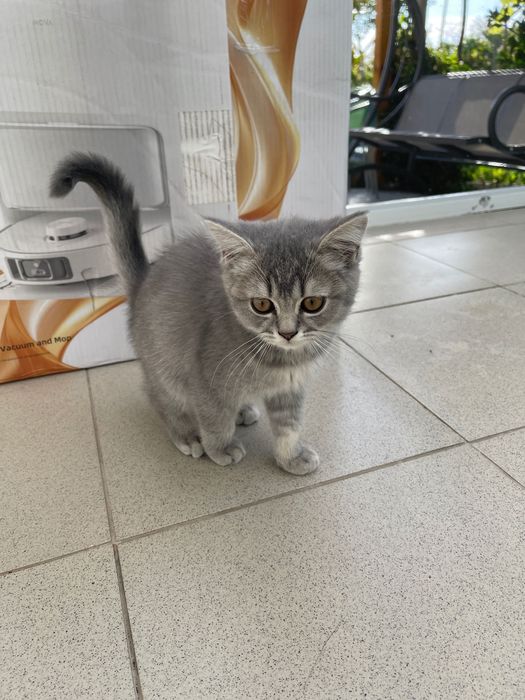 Британски котенца