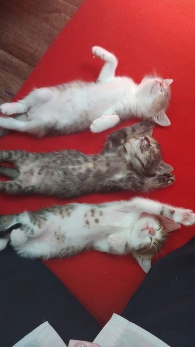 В добрые руки котят