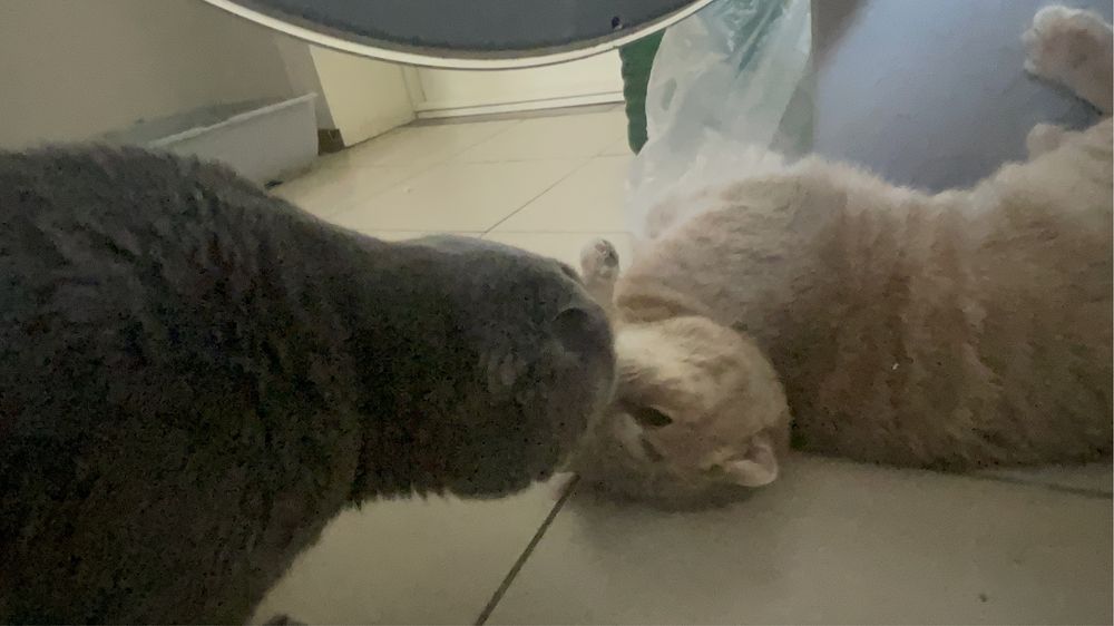 вязка,скотиш фолд