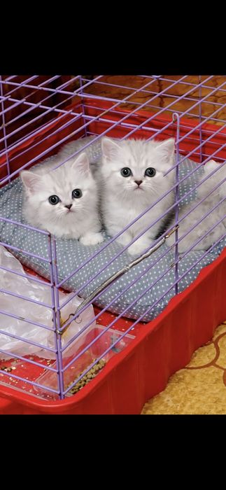Котята Шиншилла серебро