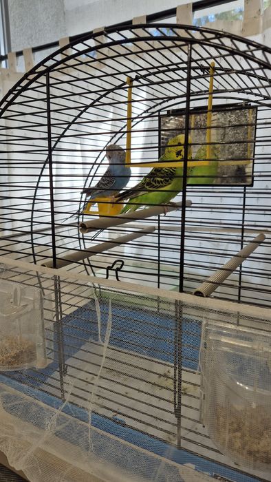 Perusi pereche cu colivie