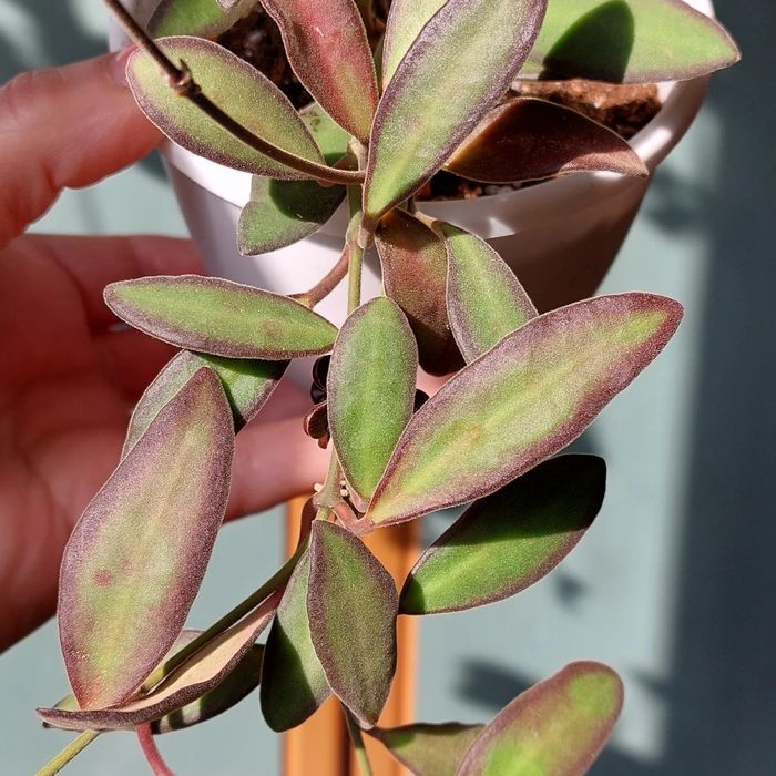 Хойи . Комнатные растения .