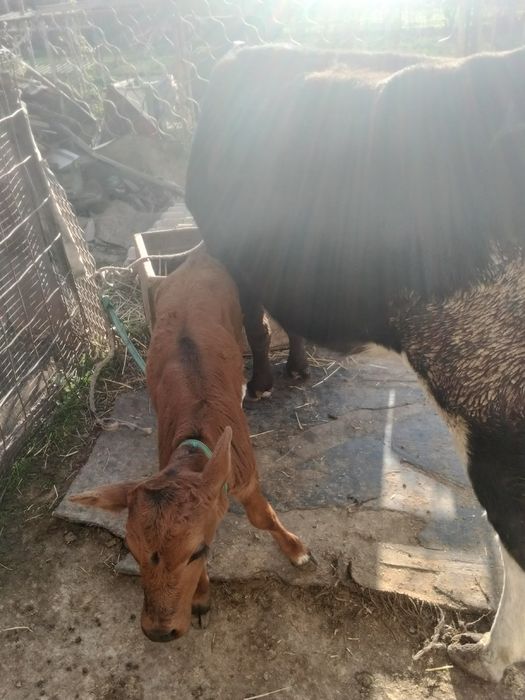 Сиырлар сатылады,тез арада