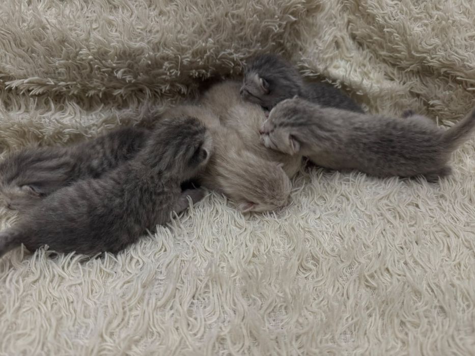 Бронь котят шотландских