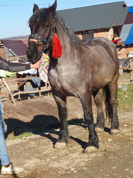 Vand o iapa de 6 ani garantata