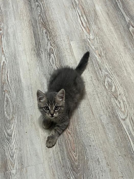 Котята осталось двое
