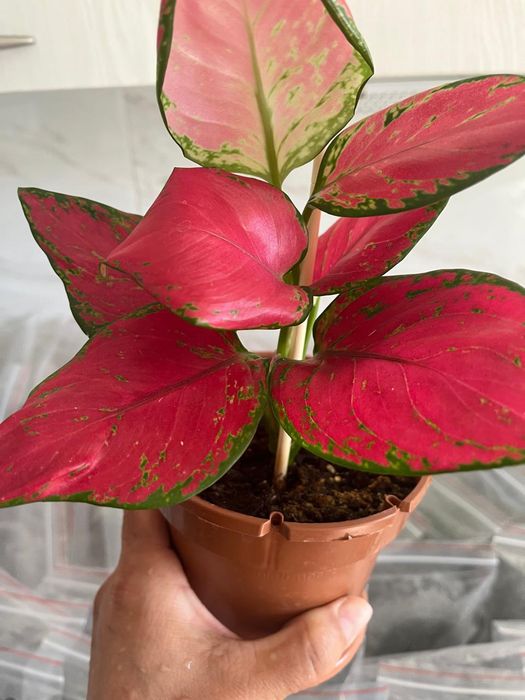 Комнатные растения