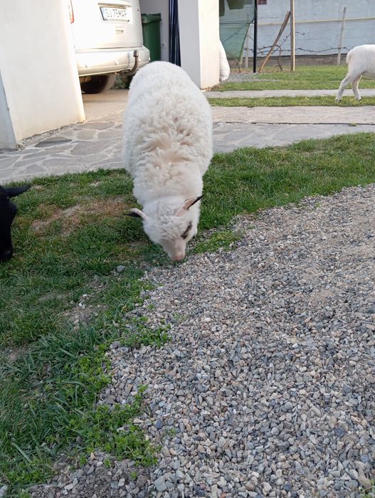 Miel de vânzare, 25 de lei/kg