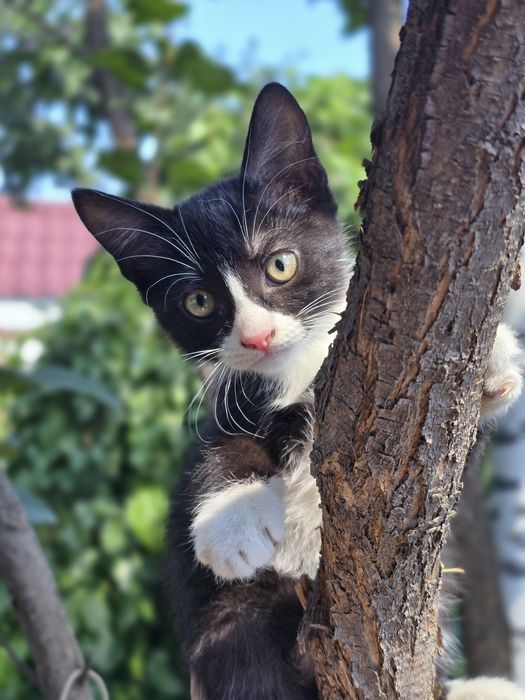 Отдаем в добрые руки двух котят