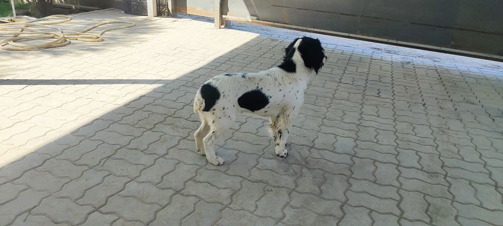 Продам щенка Спаниеля