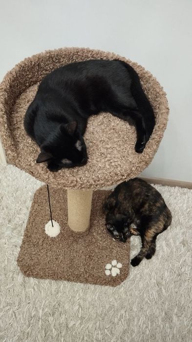 Когтеточка для кошек и лежанка. Зоодомики