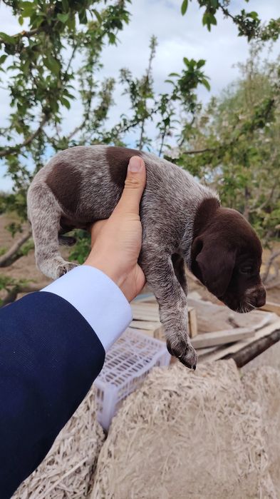 Курцхаар ұрғашы 1 штук