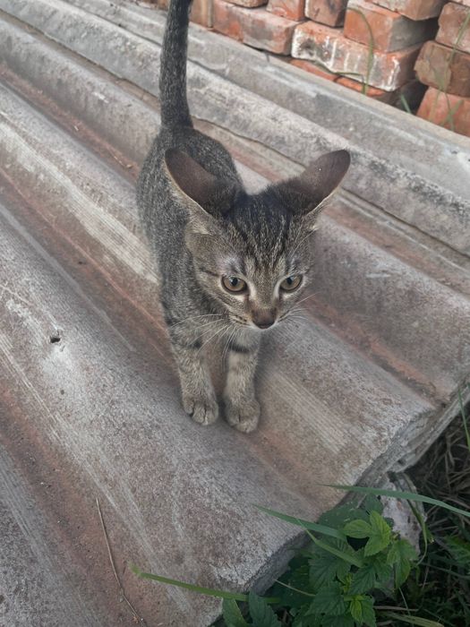 Отдам кота 3 месяца