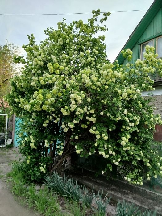 Цветы бульданежь