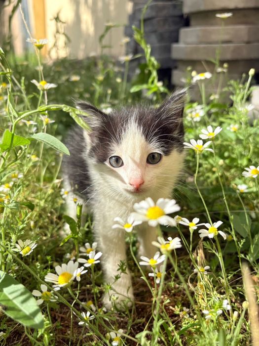 Отдам котят в добрые руки