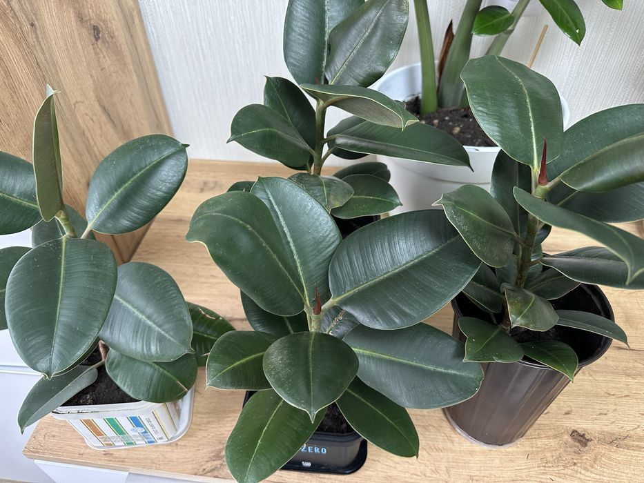 Продам фикус и долларовое дерево