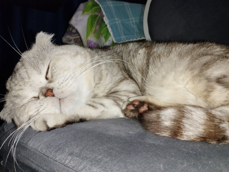 Вязка шотландский вислоухий кот