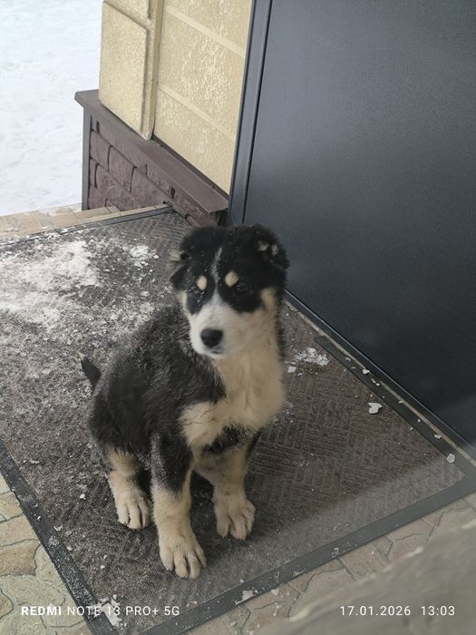 Продам щенок Сао