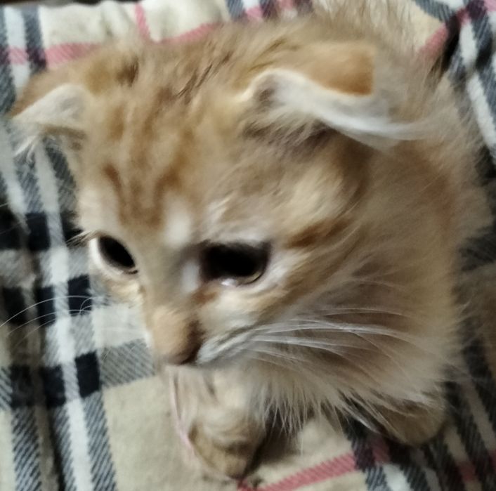 Отдам в добрые руки котенка