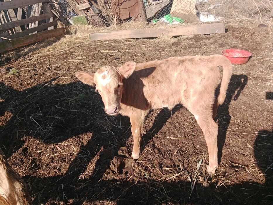 Продам телочки и бычков