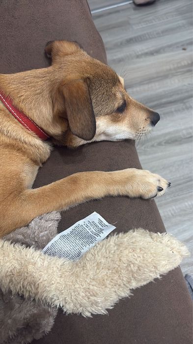 spre adopție cațel talie mică