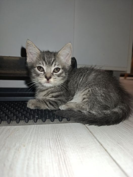 Котята породистые
