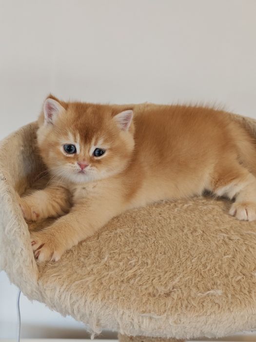 Котенца Британчета