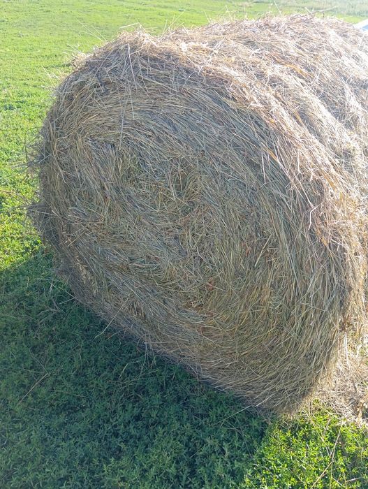 Продам сено прошлогоднее
