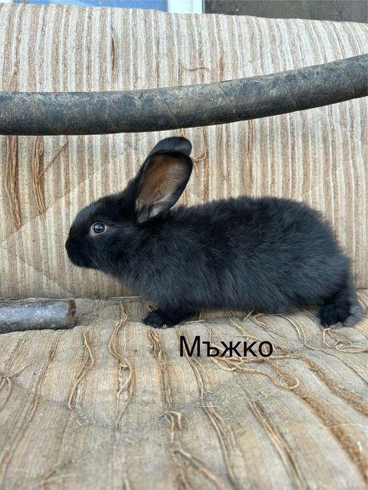 Свободни зайчета на 2 месеца  по 20 евро