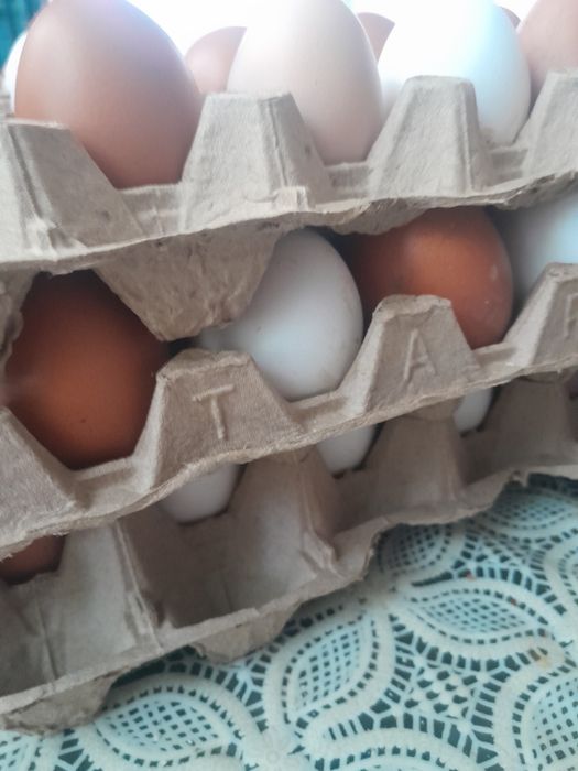 Яйца горные домашние