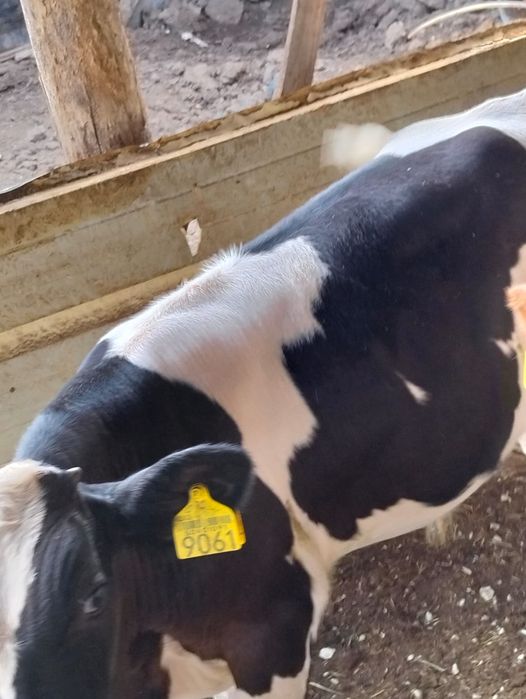 Vand tauras Holstein