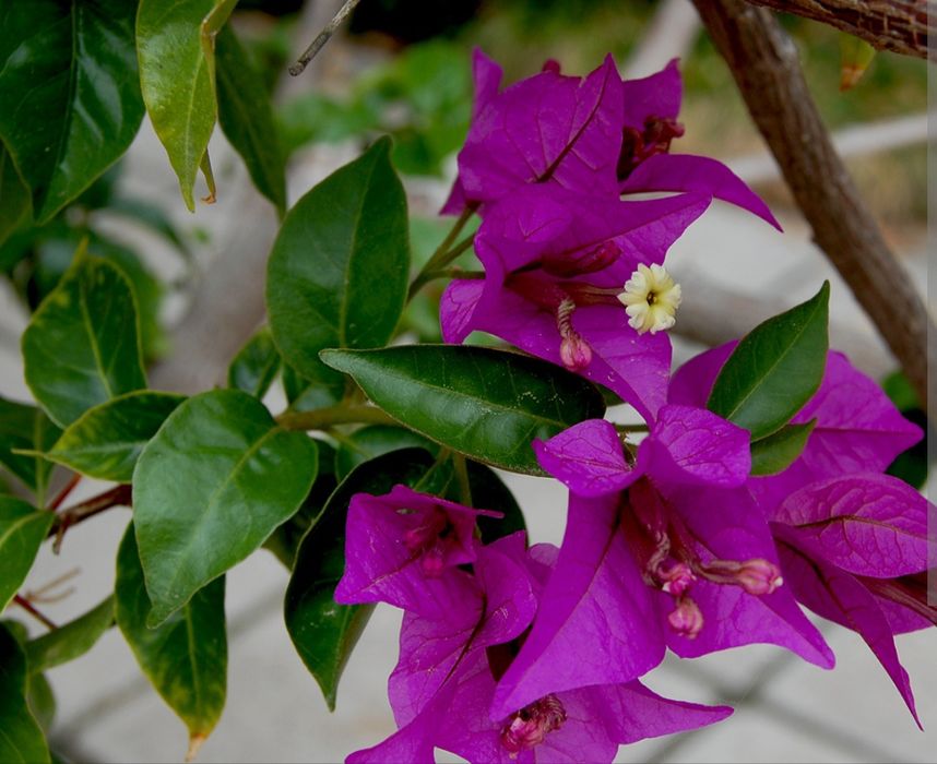 Продам бугенвиллеи