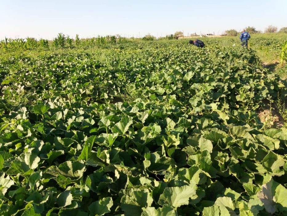 Фазенда сатылады!