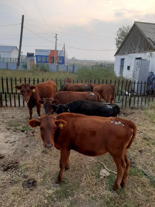 Продам коров телят