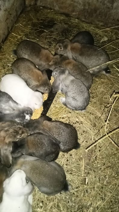 Vând iepuri berbec german diferite culori