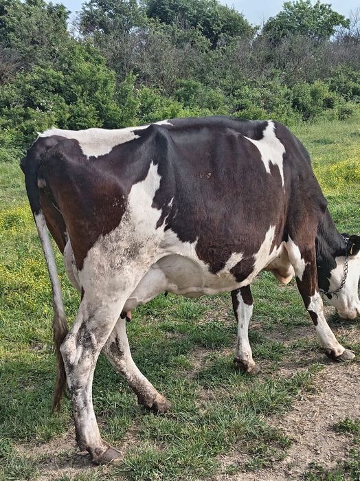 Vaca Holstein foarte buna de lapte